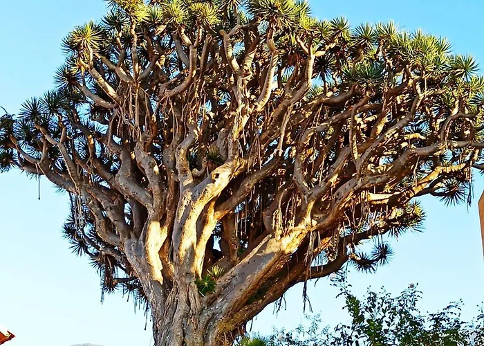 Tenerife * לה אורוטבה